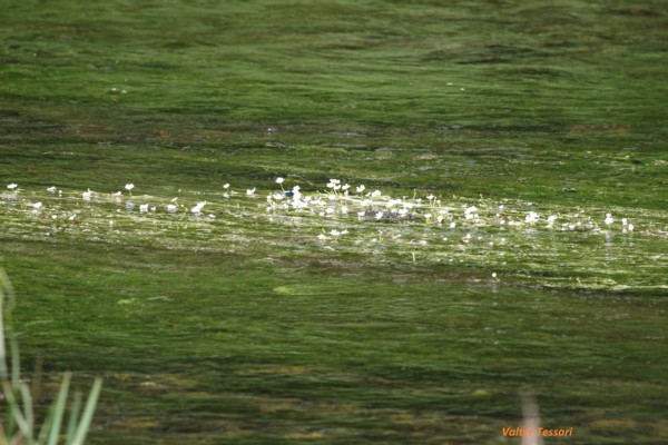 Ranunculus fluitans